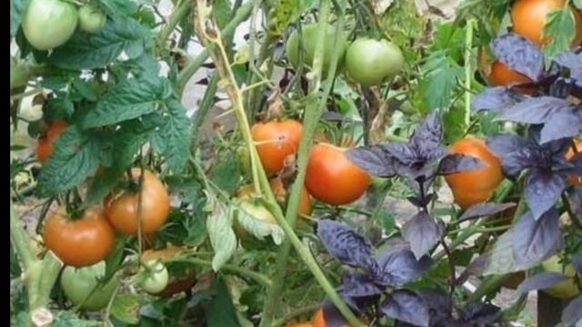 ???ЧТО МОЖНО САЖАТЬ РЯДОМ НА ОДНОЙ ГРЯДКЕ. СМЕШАННЫЕ ПОСАДКИ смотреть онлайн