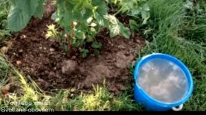 ЧТО БЫ ЯГОДЫ МАЛИНЫ БЫЛИ КРУПНЫЕ И СЛАДКИЕ,ПОДКОРМИ МАЛИНУ ВЕСНОЙ .ЭФФЕКТИВНЫЕ ВЕСЕННИЕ УДОБРЕНИЯ.