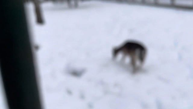 Беловежская пуща 1 смотреть онлайн