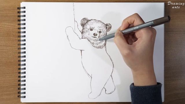 Cute Bear cub standing - pen drawing sounds ASMR - sketch step by step смотреть онлайн