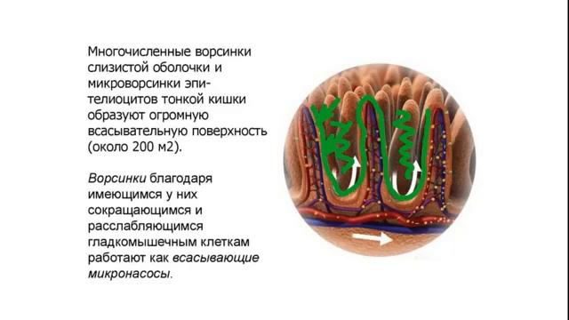 NAYUTA Наютачион и чистые капилляры Л Лопатина смотреть онлайн
