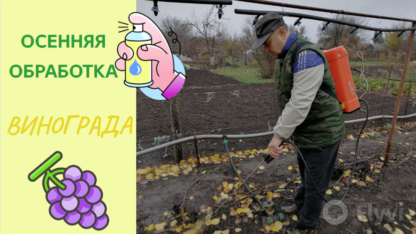 Осенняя обработка винограда железным купоросом