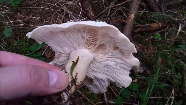 Pilze suchen ? Es geht langsam los Natur Stories #4 смотреть онлайн