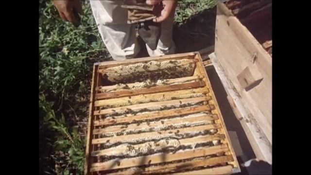 Среднерусские пчелы татарской популяции (постановка третьих корпусов). смотреть онлайн