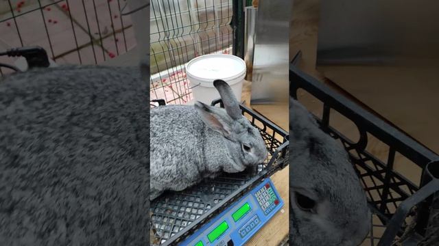 Взвешивание невесты. Бугаюшечка смотреть онлайн