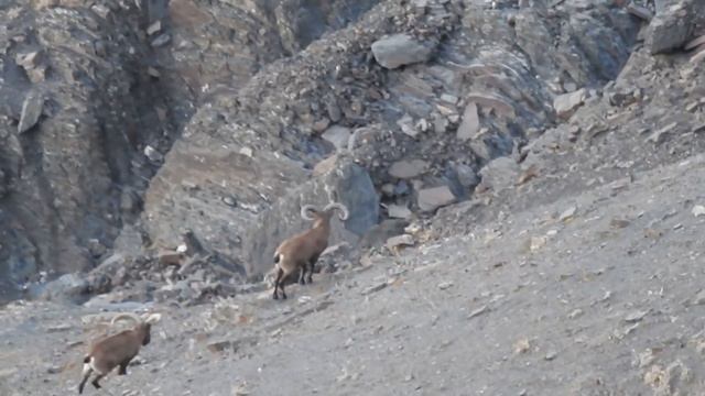 Dagestan Tur Hunting in Azerbaijan and Russia...www.kenantravel.az смотреть онлайн