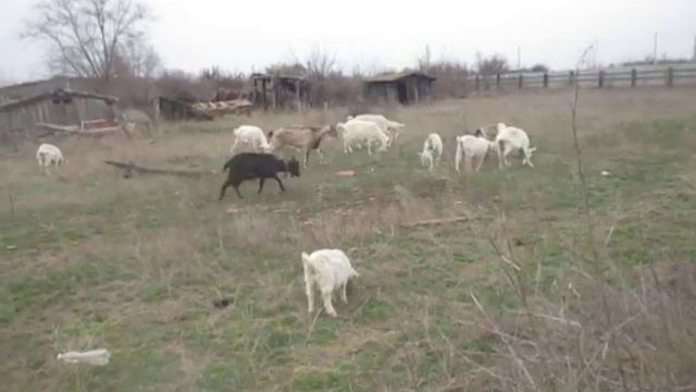 когда лучше покрывать козу летом или осенью смотреть онлайн