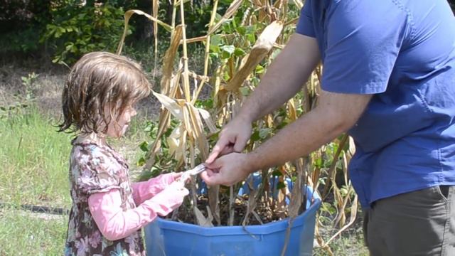 FINALE - Glass Gem Corn Experiment смотреть онлайн