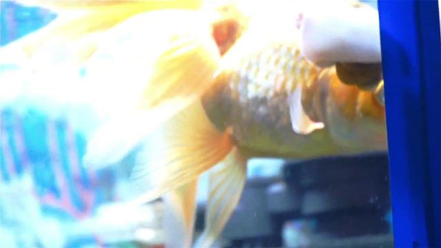 ❤️ Мої Золоті рибки ❤️ Хвилина релаксу. MY GOLDFISH. Relaxation and inspiration смотреть онлайн