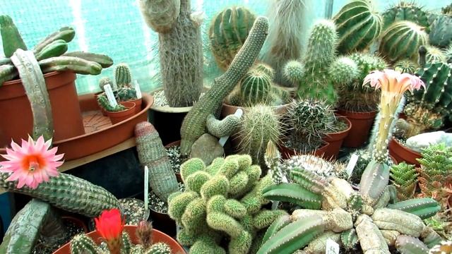 How To Pollinate Cactus flowers - Echinocereus смотреть онлайн