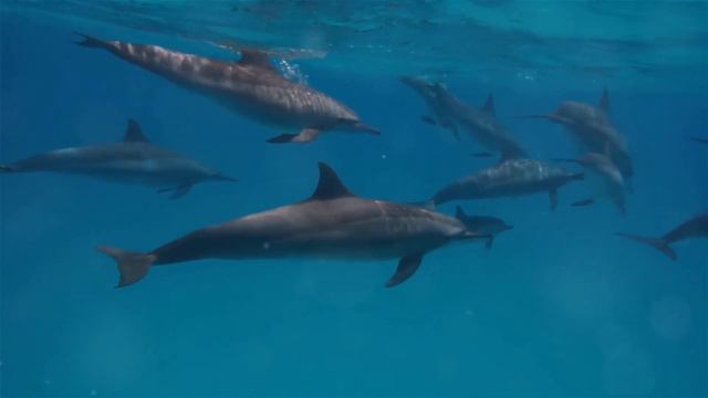 The Birth of Oceans : A Deep Dive смотреть онлайн