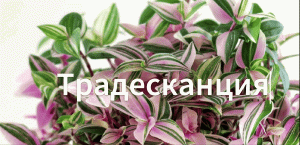 Как вырастить традесканцию. Как нарастить корни. Как посадить традесканцию.