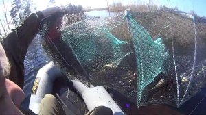 Ловля рыбы на китайскую раколовку.
