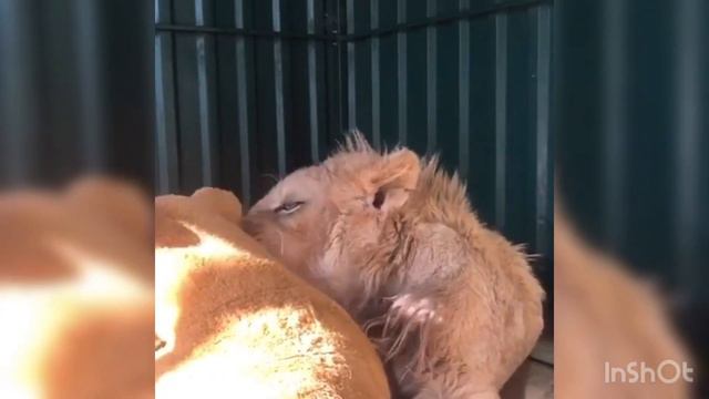Новая подружка Симбы смотреть онлайн