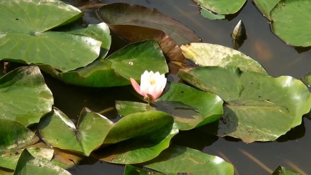 Latvijas Daba. Ūdensrozes. (Nymphaeaceae)