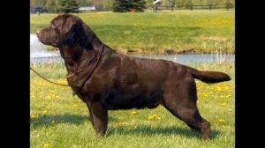 Американский и Английский лабрадор: в чём разница, фото сравнение