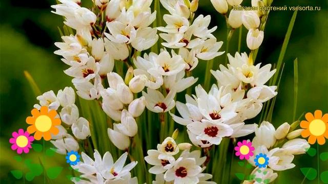 Иксия гибридная Хогарт. Краткий обзор, описание характеристик Ixia Hybrid Hogarth