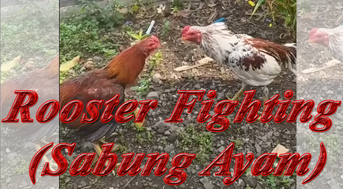 Rooster Fighting (Sabung Ayam) смотреть онлайн
