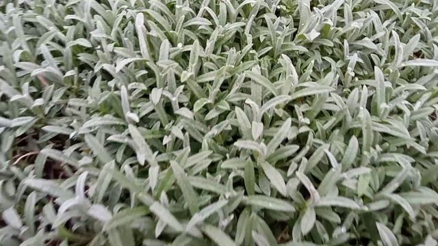 Сьогодні 6 квітня поговоримо про #гейхери та інші цікаві рослини з мого саду 🍀