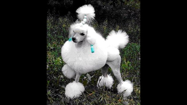 Топ 10 самых добрых и умных пород собак в мире смотреть онлайн