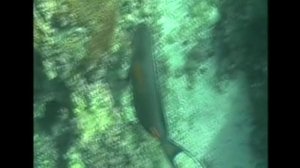 Подводный Мир Персидского залива