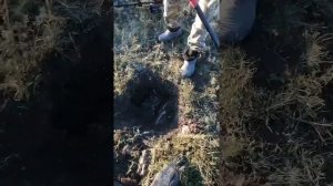 Minelab GPX5000 в работе