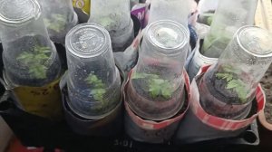 Выращивание рассады малины и ежевики зимой в сибири.