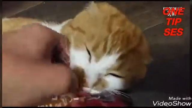 Боря,отдай мне булку! Боря! Это что такое? смотреть онлайн
