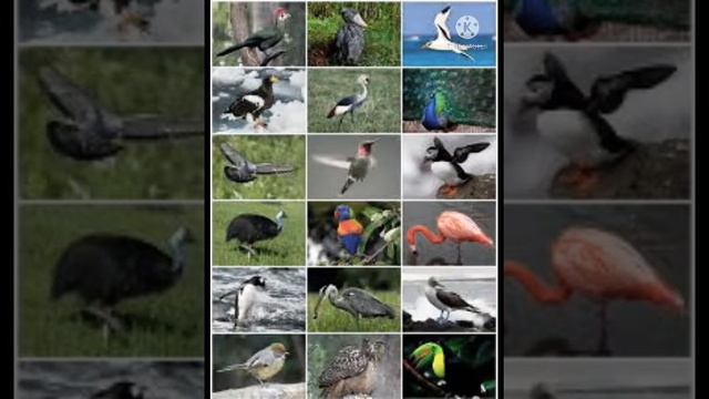 ТАЪБИРИ ХОБ.Дар хоб дидани паррандахо:Кабк дар хоб,Кафтар дар хоб,Бум дар хоб, Мург дар хоб ва гайр смотреть онлайн