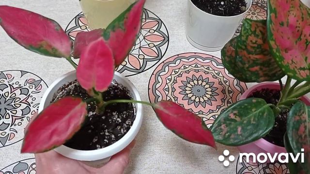 Комнатные цветы/растения. Что нового? Цветочное ассорти. смотреть онлайн