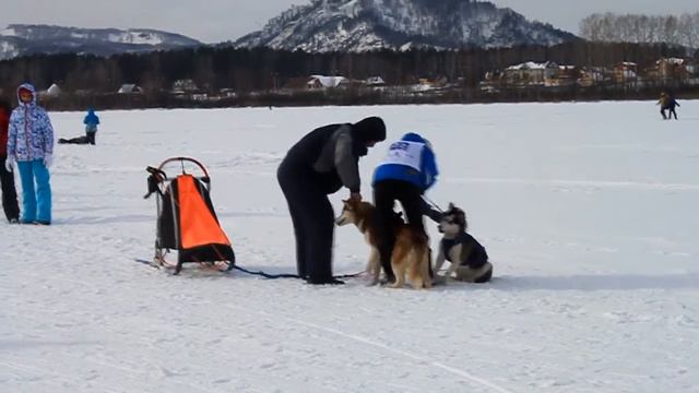 Манжерок. День второй. Алтай Jарыш смотреть онлайн