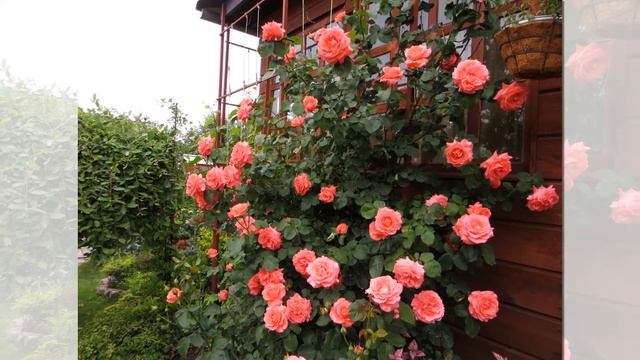 Dee Dee Bridgewater Rose, Hybrid Tea смотреть онлайн