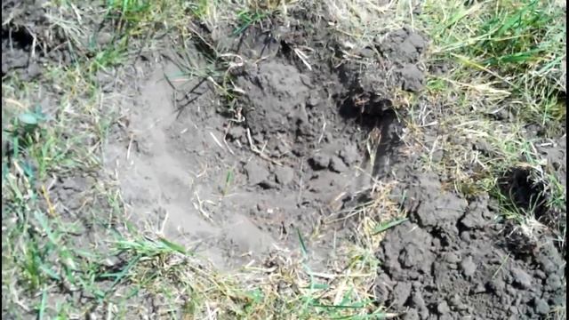 Коп на новом месте 19.06.2014 Search for coins with a metal detector смотреть онлайн
