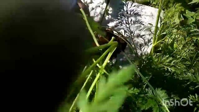 Учим внуков как растет морковь. смотреть онлайн