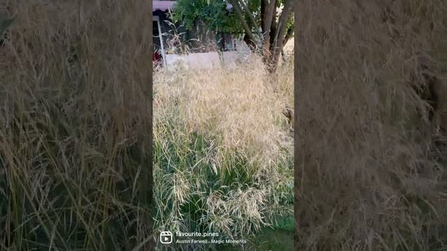 Луговик, щучка дернистая смотреть онлайн