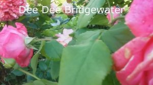 ?15 сортов оранжевых роз моего сада.??Super Trouper,Tatton,Jean Cocteau,Ann Henderson и др.