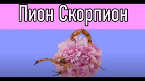 #Мышка сосиска, #Оса колбаса, #Крыска ириска, #Слон батон, #Авокадо бегемот, #Пион скорпион.