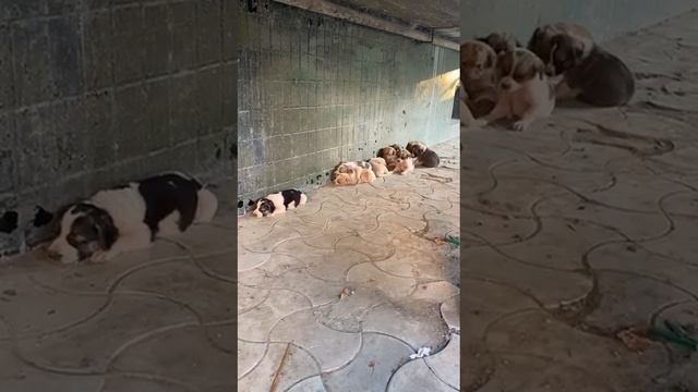 🆘Обнаружены 8 маленьких жизней. Помогите им 🙏🐶❤️ Есть отправка.+7958 233-78-68 Кумсият смотреть онлайн