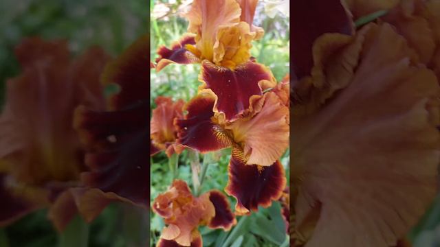 цветы Ирисы смотреть онлайн