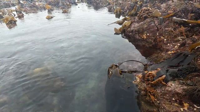 PHENOMENAL CATCH !! EPIC 2 DAY FORAGE ! #fishing #viral смотреть онлайн