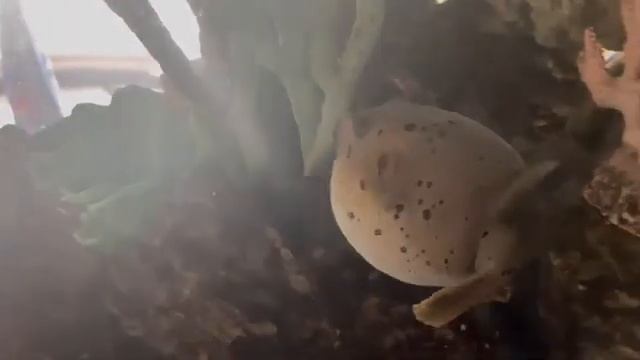 Puffy The Pufferfish All Puffed Up Again! Rare! смотреть онлайн