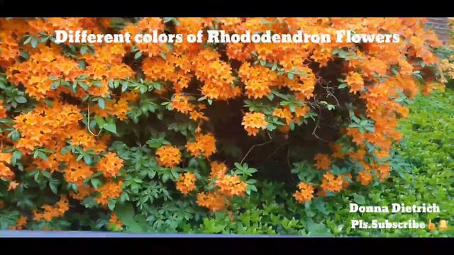 A RHODODENDRON FLOWER PARK IN GERMANY | Good vibes music video #Rhododendronflower #Beautifulflower смотреть онлайн