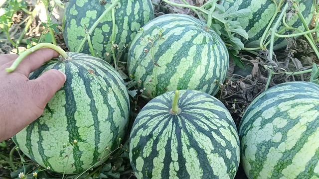 обман агрофирмы новые семена арбуз имбар f1 смотреть онлайн