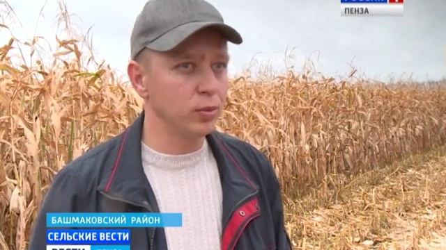 Пензенские аграрии приступили к уборке кукурузы на зерно смотреть онлайн