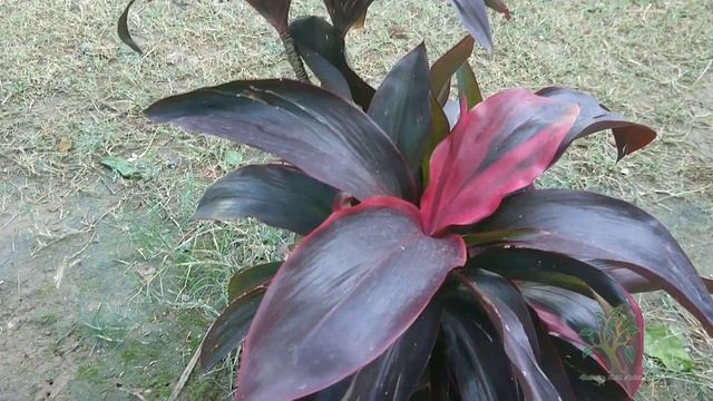 Cordyline fruticosa Mini Plant Care and Information смотреть онлайн