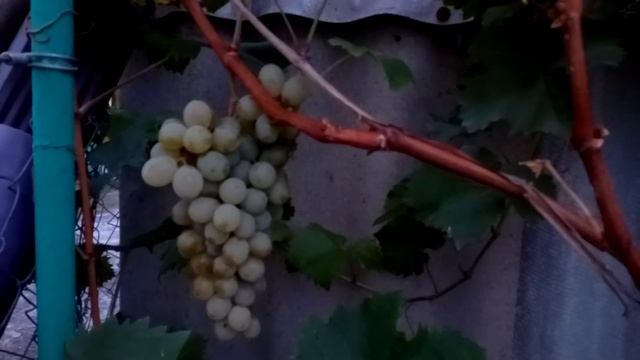 Виноград винный Цитронный Магарача?!?! Определен ли сорт? смотреть онлайн