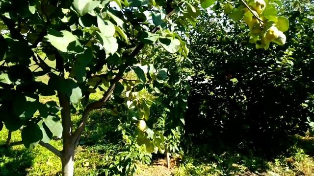 ПРО АЙВУ смотреть онлайн