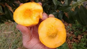 Персик Вулкан Т1.