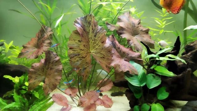 Discus, lotus red tiger, juwel Rio 450 (part 2) смотреть онлайн