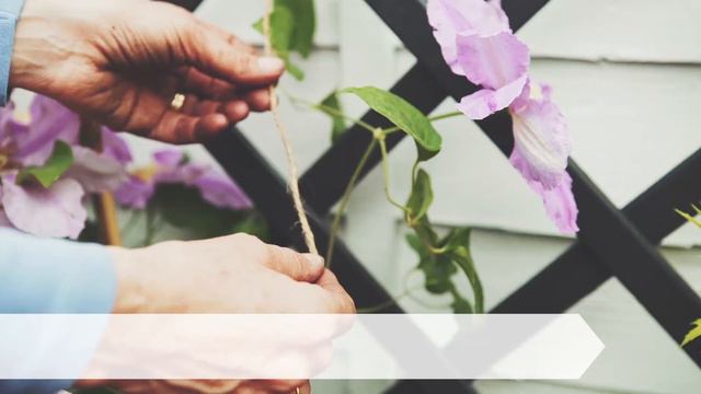 Beautiful Gardens - How to makeover your fence смотреть онлайн